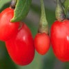 Goji